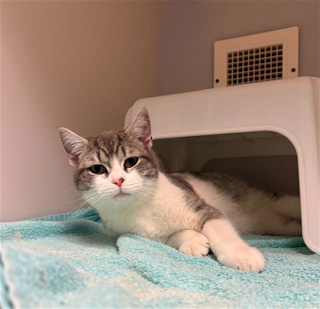 RASPUTIN - Domestic Short Hair available for adoption