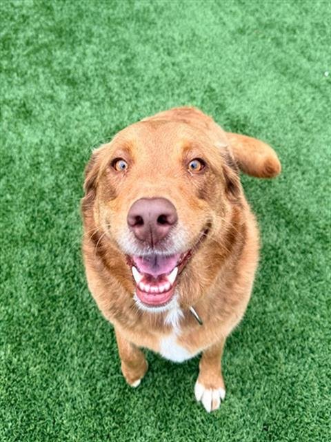 FREYA - Chesapeake Bay Retriever / Nova Scotia Duck-Tolling Retriever available for adoption