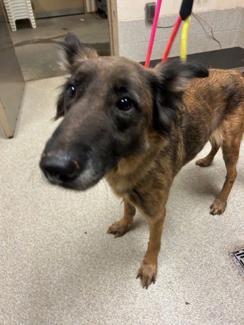 MORTICIA - Belgian Shepherd Malinois available for adoption