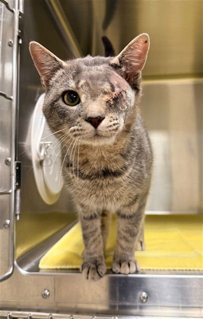 CAPTAIN - Domestic Short Hair available for adoption