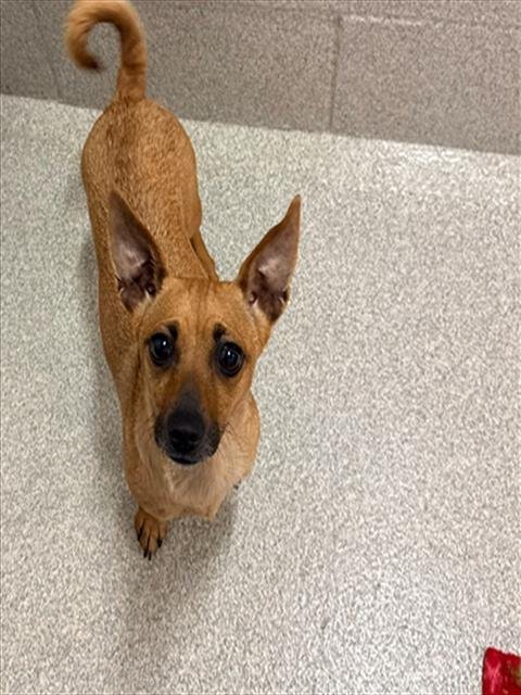 ZINNIA - Parson Russell Terrier / Dachshund available for adoption