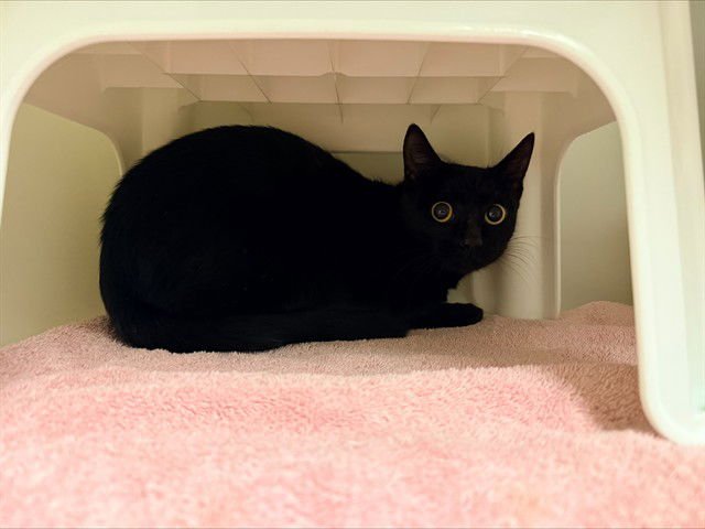 JUNO - Domestic Short Hair available for adoption