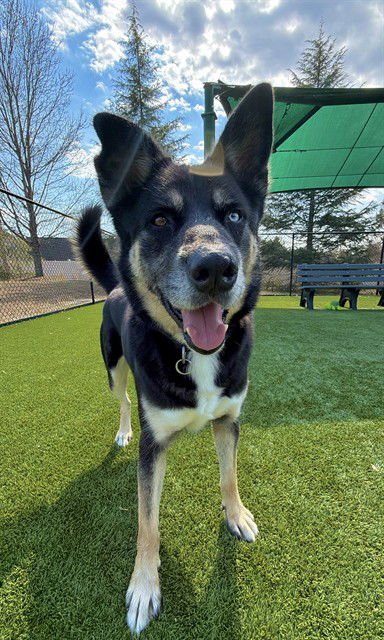 ZUKO - German Shepherd Dog available for adoption