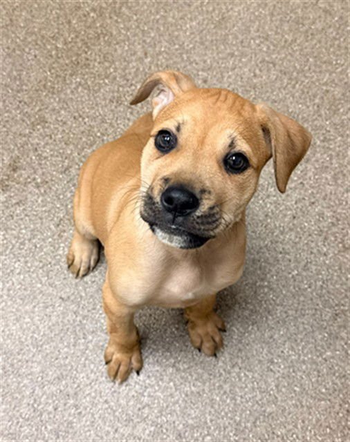 FLINT - Boxer available for adoption