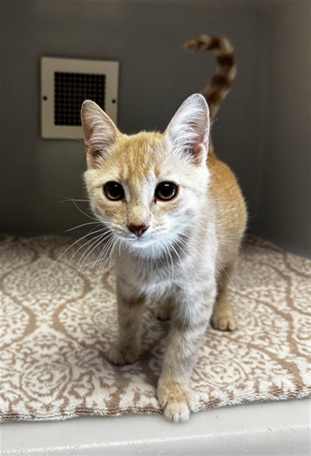 LEMON - Domestic Short Hair available for adoption