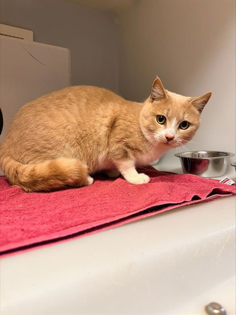 SCOOTER - Domestic Short Hair available for adoption