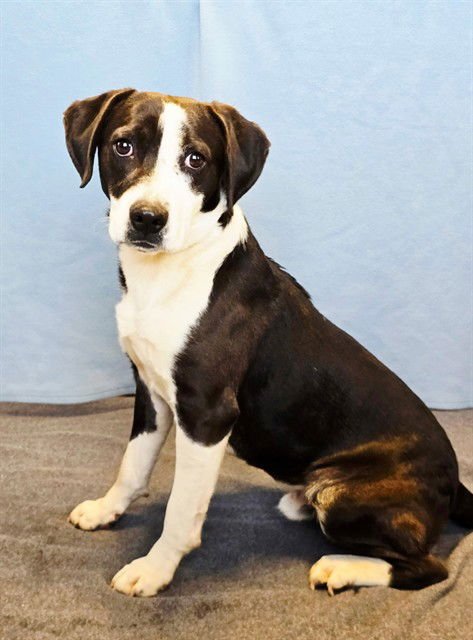 NIKO - Pit Bull Terrier available for adoption