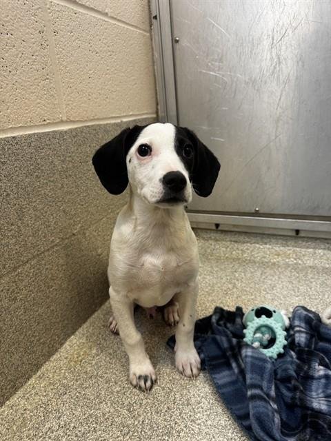 COREY - Beagle / Feist available for adoption