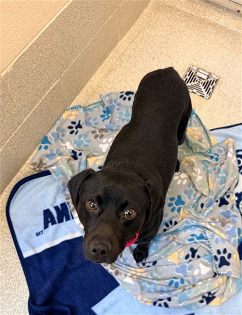 LEO - Feist available for adoption