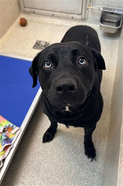 GUNNER - Labrador Retriever available for adoption
