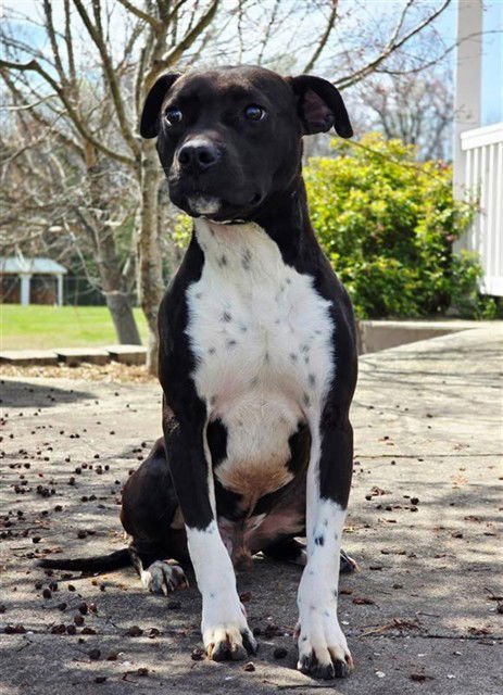 WINSTON - Pit Bull Terrier available for adoption