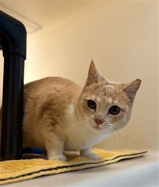 CAMMIE - Domestic Short Hair available for adoption