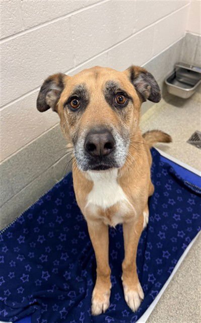 CARLTON - Labrador Retriever available for adoption
