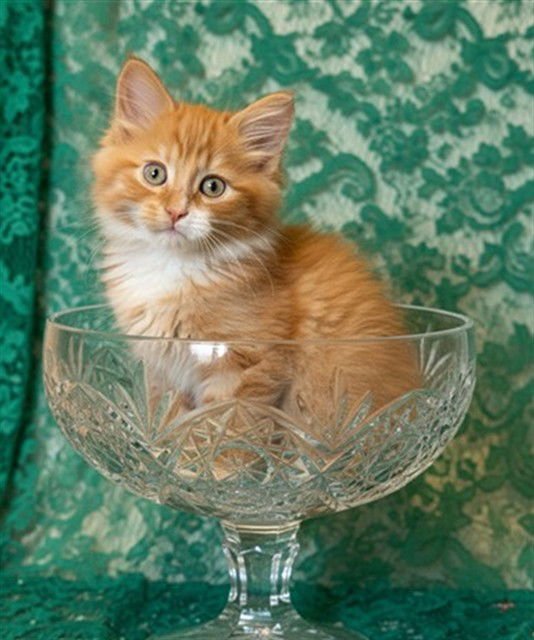 SORREL - Domestic Long Hair available for adoption