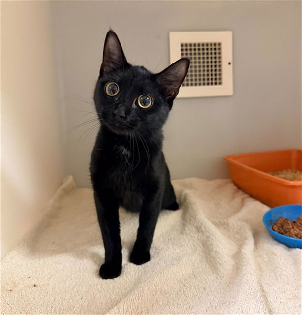 MIA - Domestic Short Hair available for adoption