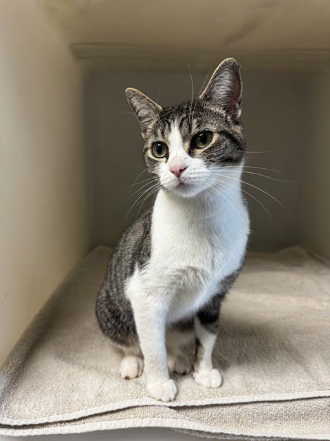 CHLOE - Domestic Short Hair available for adoption