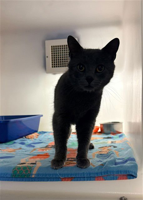 GISELLE - Domestic Short Hair available for adoption