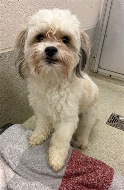 CORTLAND - Shih Tzu available for adoption