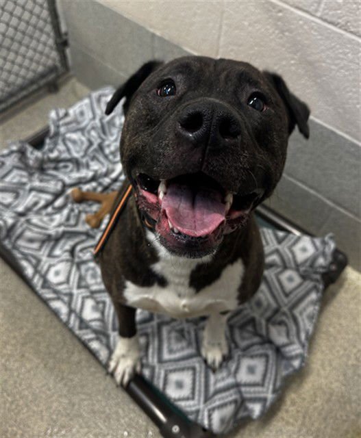 SOLIS - Pit Bull Terrier available for adoption