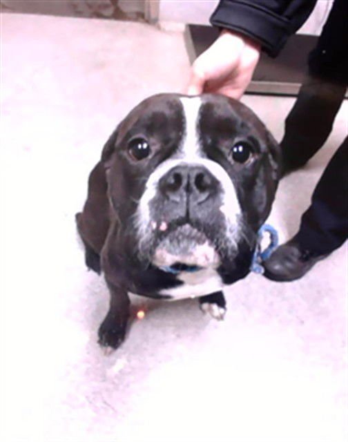 CASA - Boxer / Pit Bull Terrier available for adoption