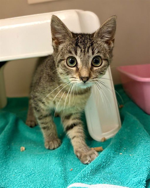 JOLENE - Domestic Short Hair available for adoption