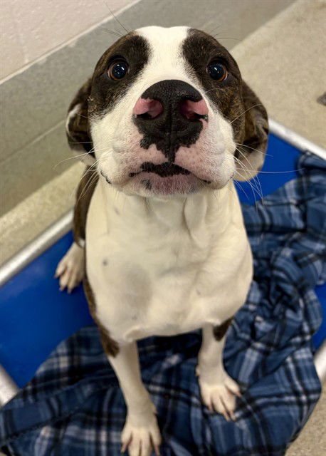 DILL - Pit Bull Terrier available for adoption