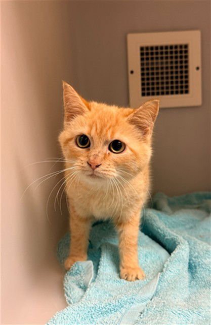 PRIMROSE - Domestic Short Hair available for adoption