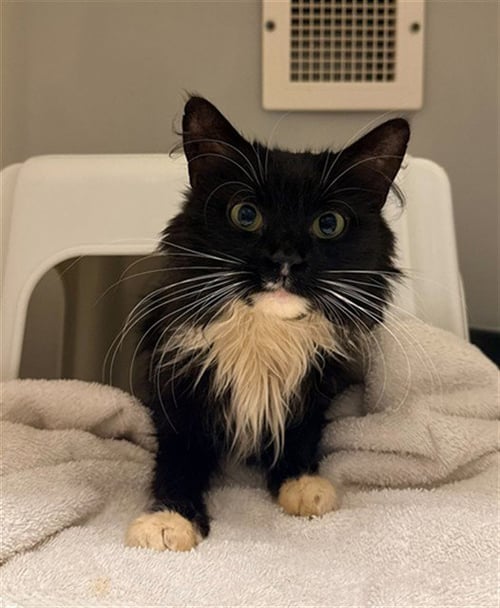 LUCIA - Domestic Medium Hair available for adoption