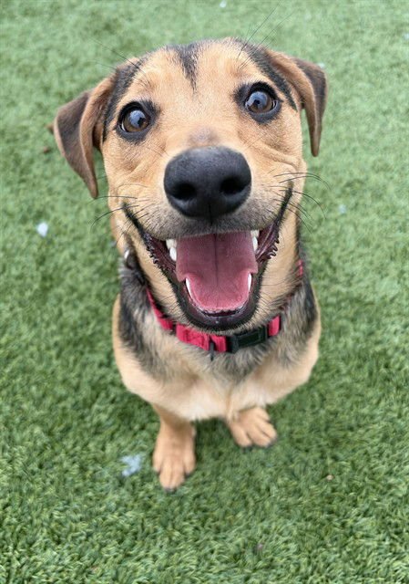 CHOPP - Parson Russell Terrier / Rottweiler available for adoption