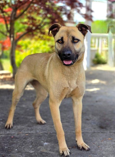 MILEY - Belgian Shepherd Malinois available for adoption