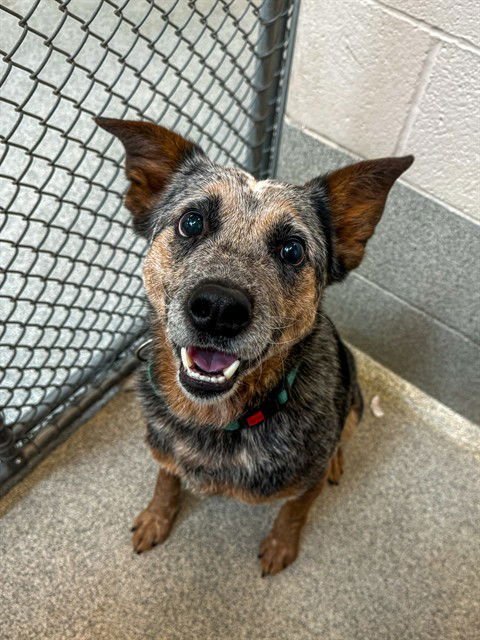 JONAH - Australian Cattle Dog/Blue Heeler available for adoption