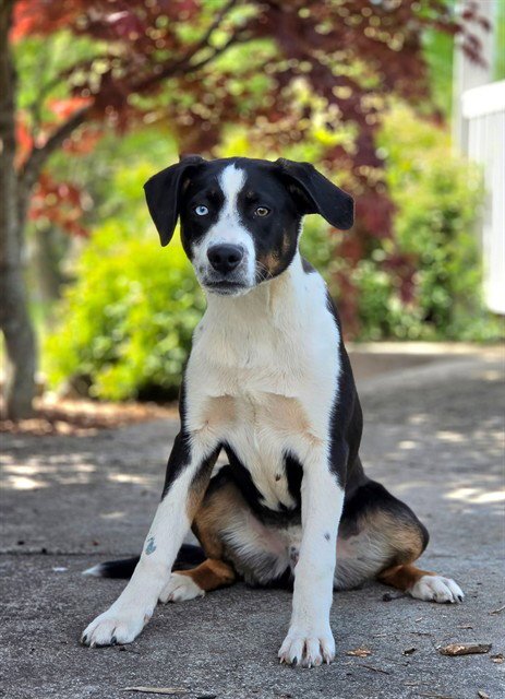 MACK - Border Collie available for adoption