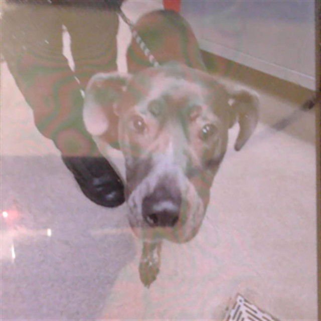 LUNA - Labrador Retriever available for adoption