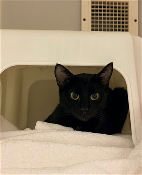 SUNDAY - Domestic Short Hair available for adoption