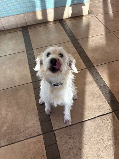 XAVIER - Terrier available for adoption