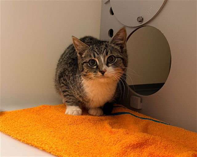 CORKIE - Domestic Short Hair available for adoption