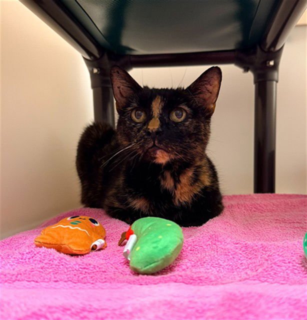 COCO - Domestic Short Hair available for adoption