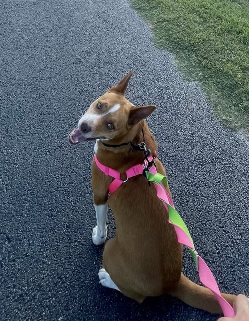 COURTESY: RUBY TUESDAY - Shepherd available for adoption