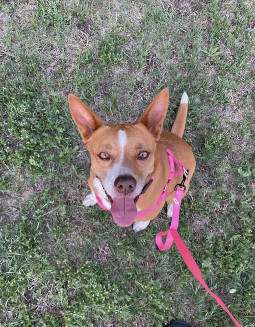 COURTESY: RUBY TUESDAY - Shepherd available for adoption