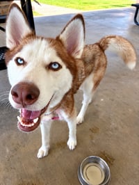 Cheyenne - Photo 3