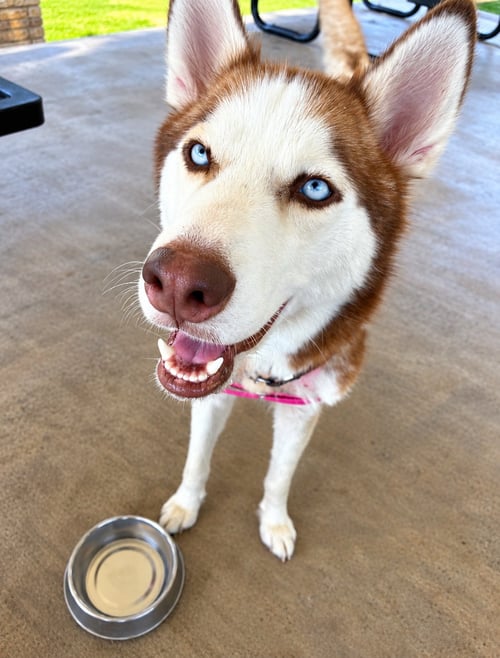 CHEYENNE - Siberian Husky / Husky available for adoption