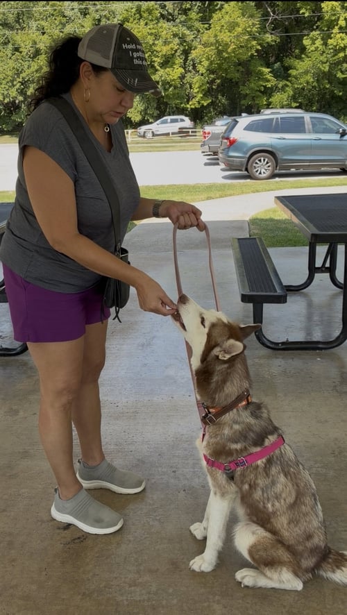 CHEYENNE - Siberian Husky / Husky available for adoption