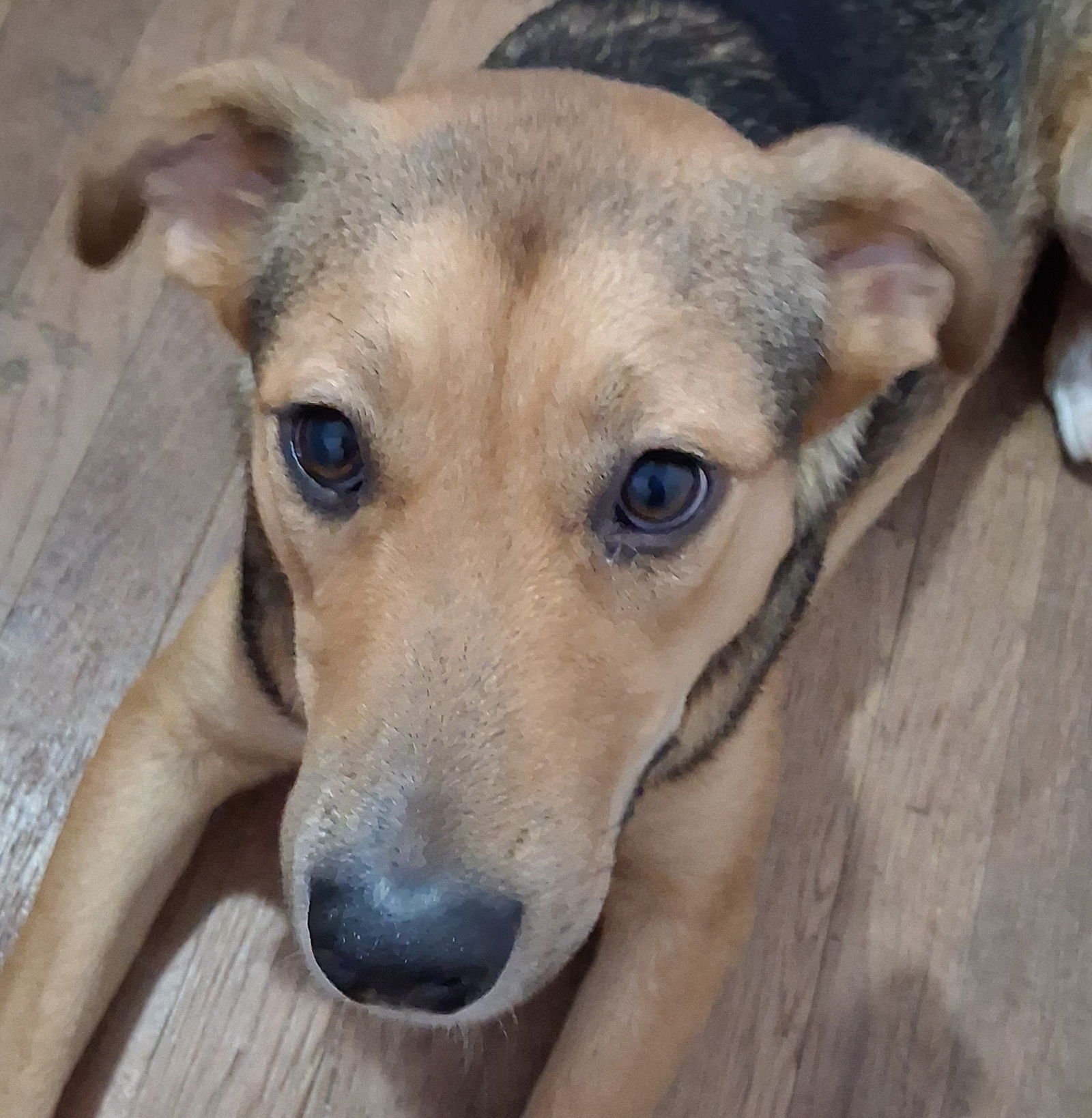 PICKLES - Black Mouth Cur / Carolina Dog available for adoption