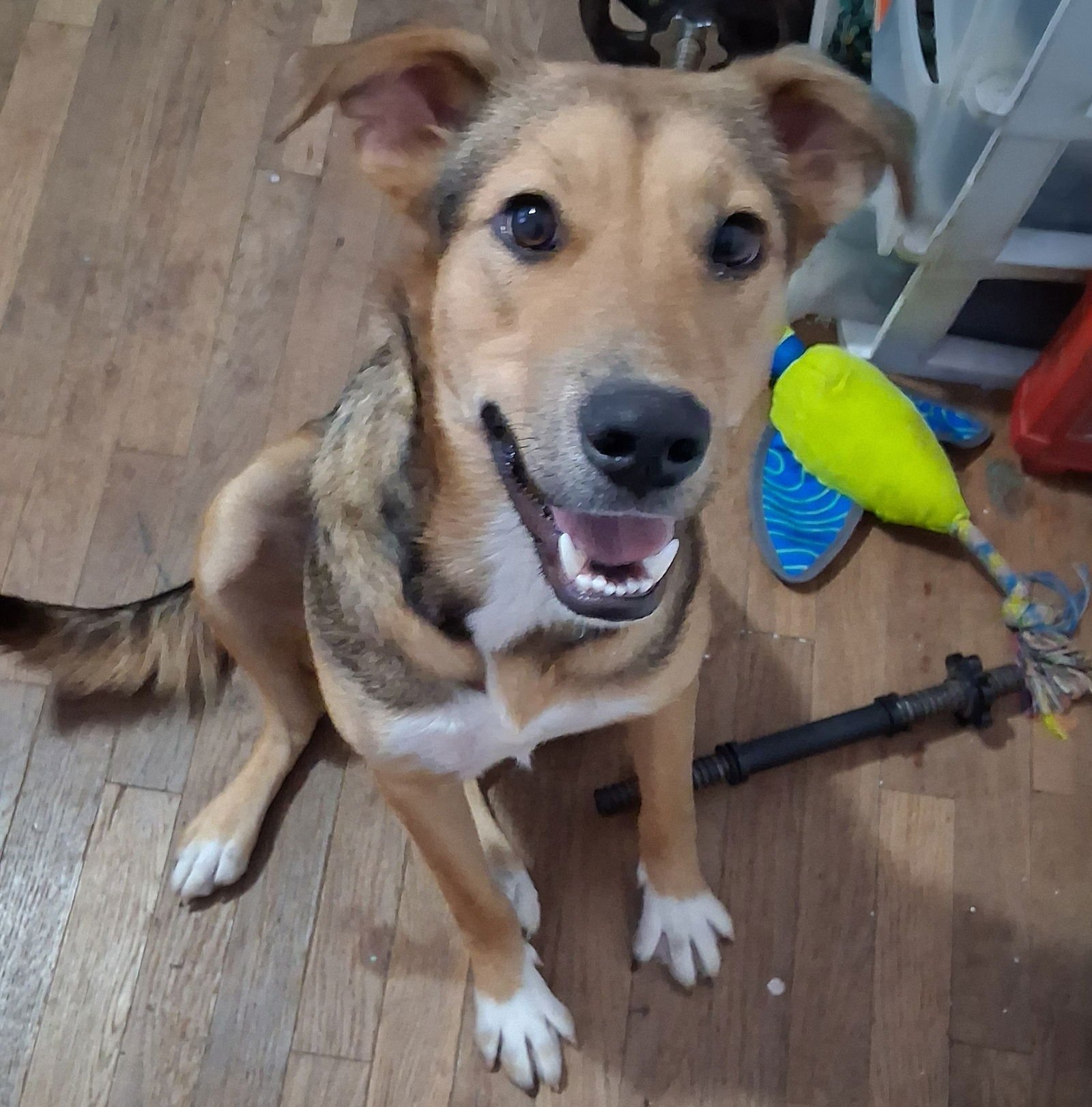 PICKLES - Black Mouth Cur / Carolina Dog available for adoption