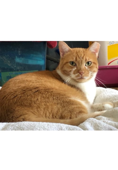 RACHELLE - COURTESY POST - Tabby / Domestic Short Hair available for adoption