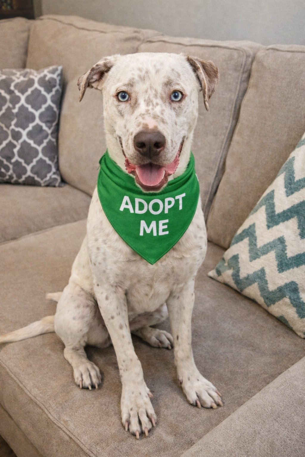 MARSHALL - Catahoula Leopard Dog / Labrador Retriever available for adoption