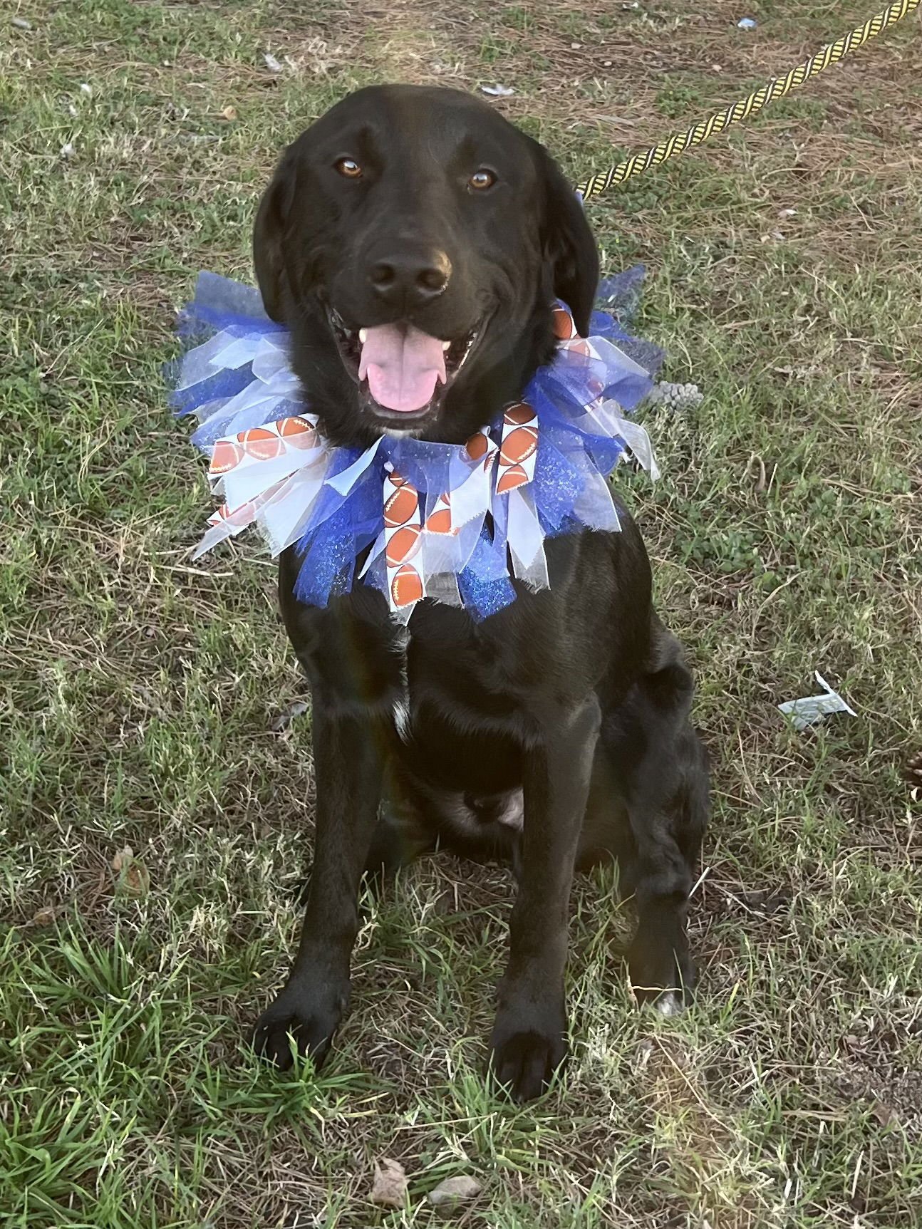 SPROCKET - Labrador Retriever available for adoption