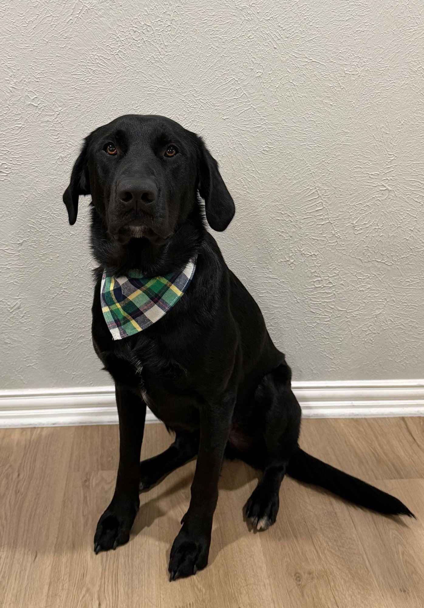 SPROCKET - Labrador Retriever available for adoption