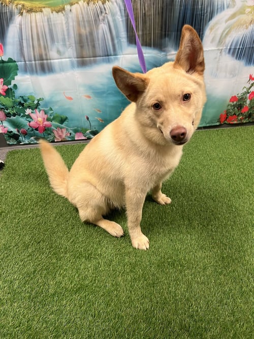 WESLEY - Husky / Shiba Inu available for adoption