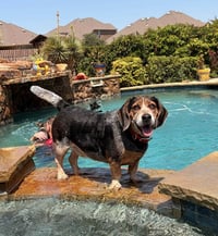 Odie - Photo 4